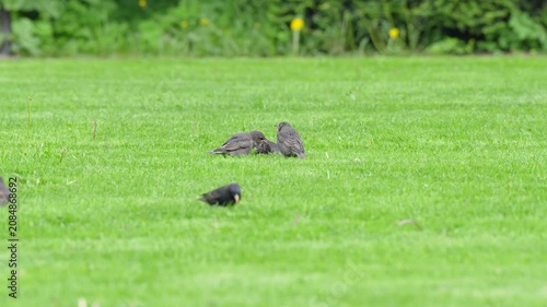 Bunch of young hungry baby chicks of European starlings (Sturnus vulgaris) running after mature bird parent and beg for food, wild starlings foraging for worms and seeds on grass lawn in city garden.