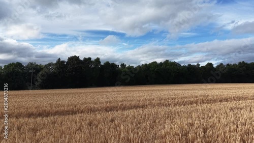 4K View of Ripe Grain Field Bordering Forest Under Cloudy Sky
