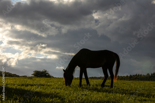 Grasendes Pferd vor dunklen Wolken