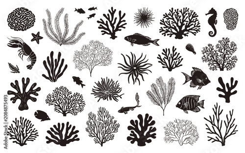 Photography Black and white illustration of various sea creatures and coral reef elements  f