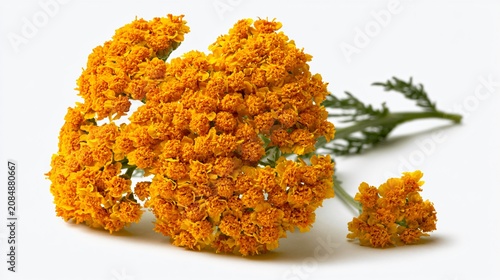 Vibrant Yellow Yarrow Achillea Millefolium Terracotta on White Background