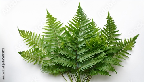 a vibrant cluster of lush green fern leaves on a clean white background showcasing the detailed texture and freshness of natural foliage with vivid colors white background