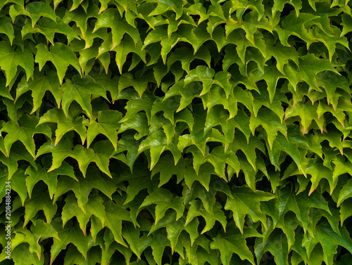 Εκτύπωση καμβά Dense Boston ivy foliage covering exterior wall with vibrant green leaves