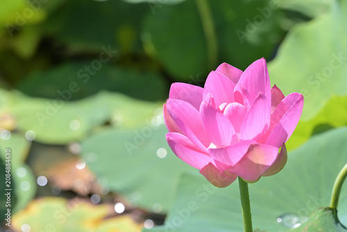 Fotografie ピンクの蓮の花の彩り