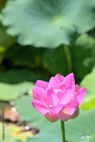Fotografie ピンクの蓮の花の彩り
