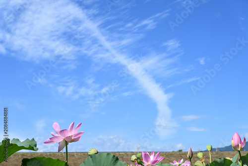 Obraz na plátne ピンクの蓮の花の彩り