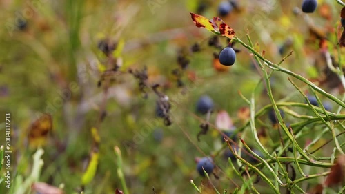Close up of wild bilberries growing among autumn-colored leaves and fine spider web in a forest in Hamina, Finland.