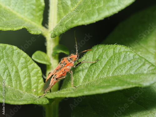 Konstfotografi Chinche (Rhopalidae) de color rojo brillante con manchas negras