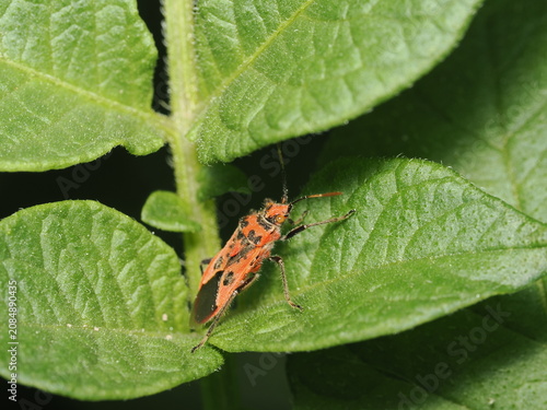 Εκτύπωση καμβά Chinche (Rhopalidae) de color rojo brillante con manchas negras