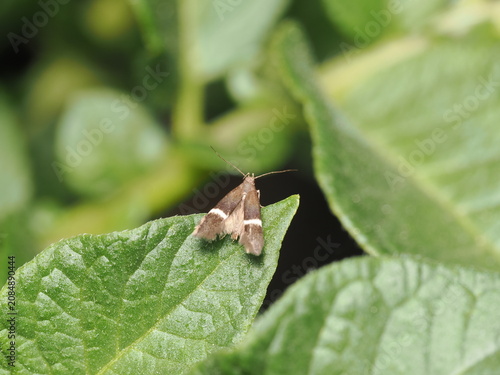 Photos Polilla (Crambidae) de cuerpo pequeño