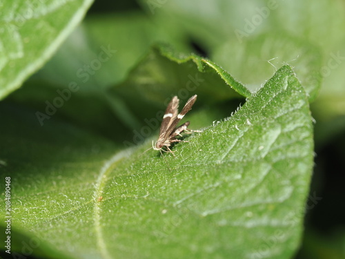 Photos Polilla (Crambidae) de cuerpo pequeño