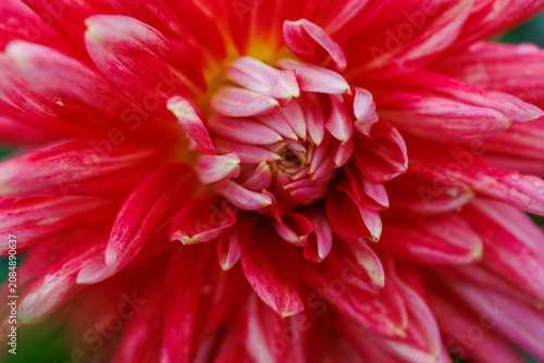 фотографія Red dahlia flower macro with detailed petals