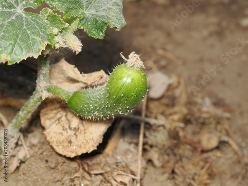 фотографія Fruto inmaduro de pepino (Cucumis sativus) verde y curvado en desarrollo
