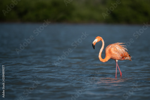 Foto American flamingo wading through open water in Everglades National Park