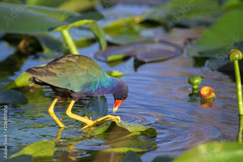 Canvas Print Purple gallinule bending down to feed on a spatterdock lily pad in Everglades Na