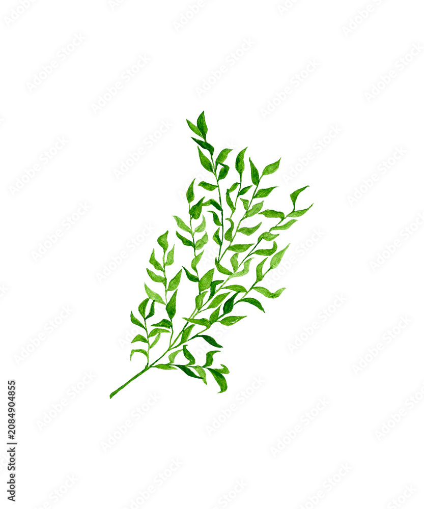 Fototapeta premium twig of rosemary