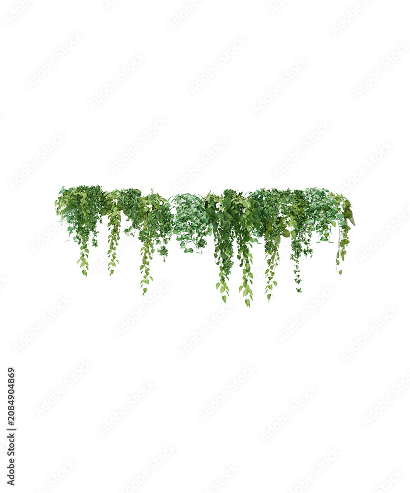 Fototapeta premium green leaves isolated