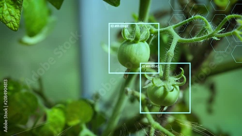 Smart agriculture futuristic industry with AI technology concept, growth organic tomato in greenhouse with AI control and sensors