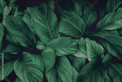 The leaves of Spathiphyllum cannifolium, abstract dark green surface, natural background, tropical leaves