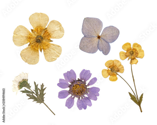 Foto Dried pressed flowers collage and herb elements set