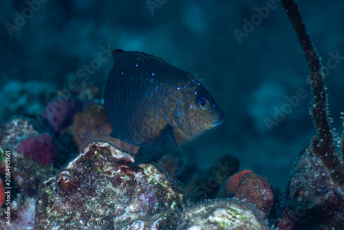 Bild auf Leinwand Juvenile yellowtail damselfish hovering over a rocky coral reef substrate in the