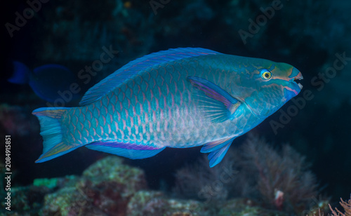 Queen parrotfish cruising across a coral reef in the Florida Keys