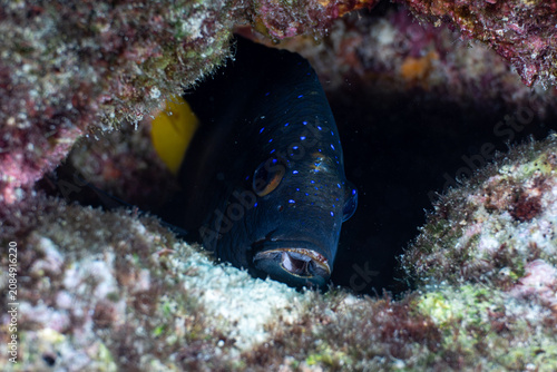 Foto Juvenile yellowtail damselfish peeking out from a dark cave opening within a cor
