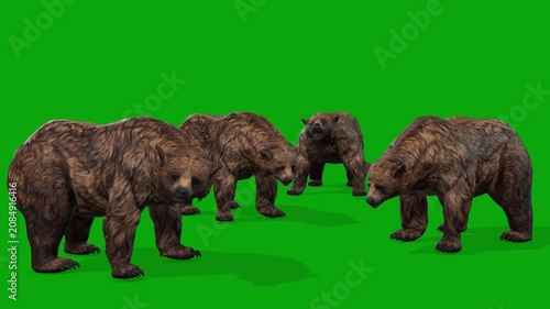 4k Group of grizzly bears idle front view loop animation isolated on Green Screen, 3D many brown bears attention standing rendering on chroma key, Scientific name, Ursus arctos horribilis