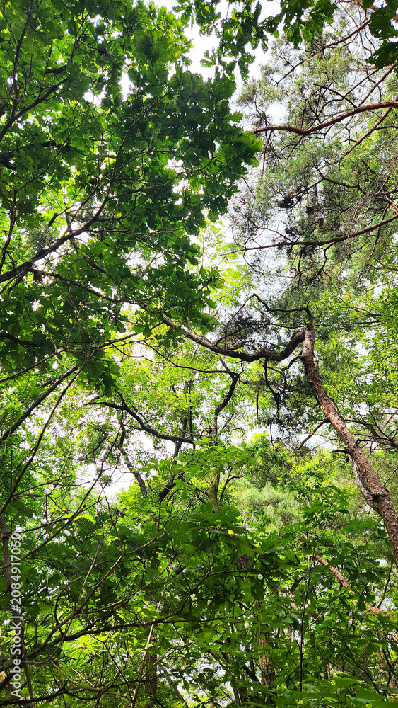Fototapeta premium Fresh Green Leaves in Summer Forest