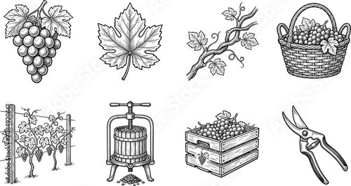 Foto Viticulture and Winemaking Illustrations Including Grapes Trellis Press and Tool