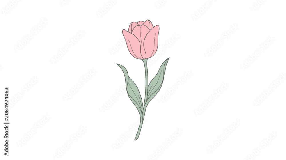 Fototapeta premium Single pink tulip flower with green leaves on white background.