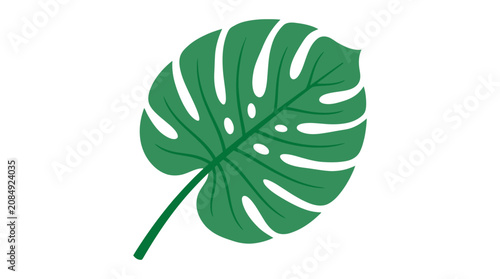 Green monstera leaf vector illustration on white background.
