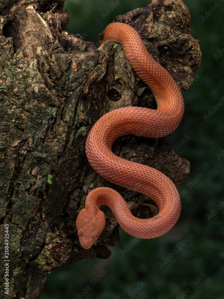 Obraz premium Mangrove pit viper (Trimeresurus purpureomaculatus) displaying reddish-orange coloration and strongly keeled scales, native to coastal regions of Southeast Asia.