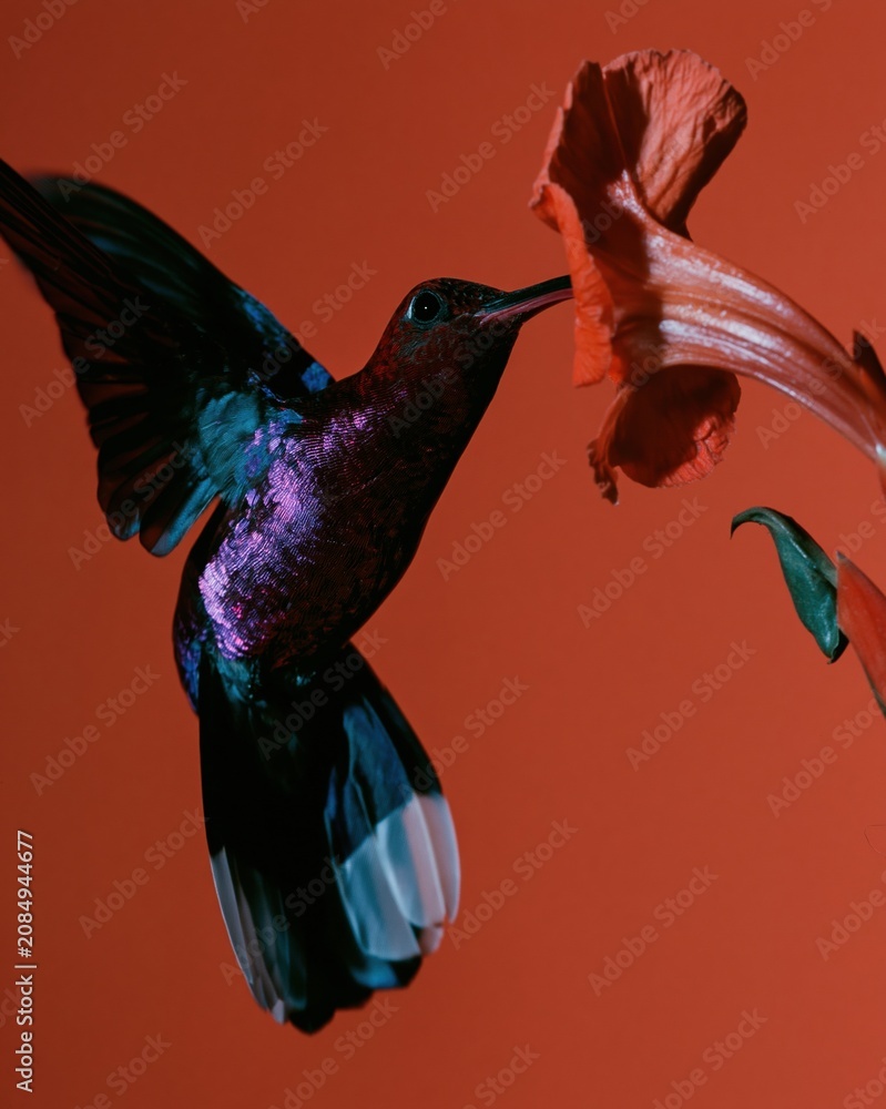 Fototapeta premium Iridescent violet sabrewing hummingbird feeding on a tropical flower with a warm crimson background for wildlife and nature conservation