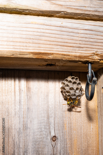 A close-up photograph of an active paper wasp nest attached to a vertical wooden plank, sheltered beneath a larger horizontal beam.