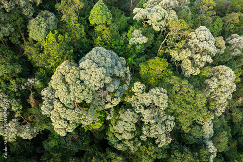 Aerial top-down view of a dense tropical rainforest canopy with diverse green trees