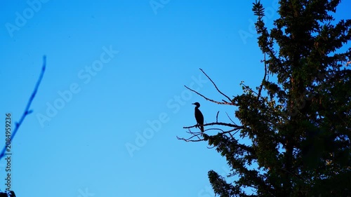 A cormorant rests atop a tree near a river, silhouetted against the warm colors of a summer sunset. The striking backlit scene highlights the peaceful beauty of evening wildlife.