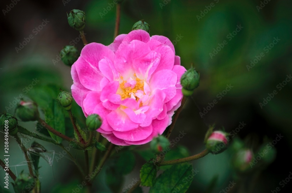 Fototapeta premium Roses in bloom, Alister Clark Rose garden, Bulla, Victoria, Australia