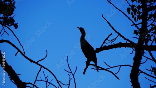 A cormorant rests atop a tree near a river, silhouetted against the warm colors of a summer sunset. The striking backlit scene highlights the peaceful beauty of evening wildlife.