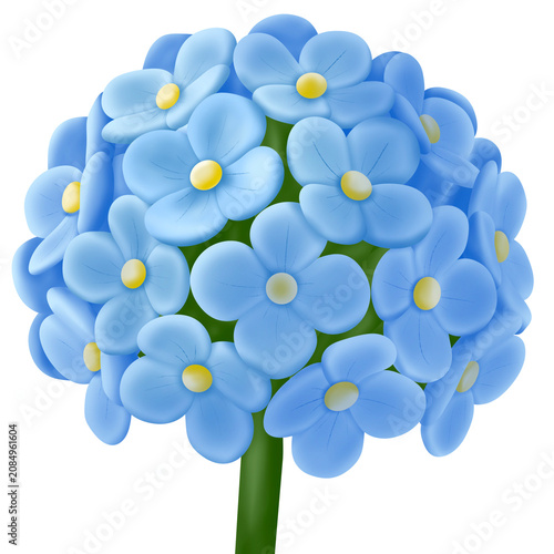Blue hydrangea