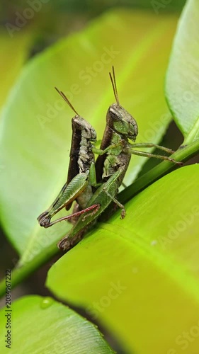 Two green grasshoppers mating on a vibrant leaf in nature. Macro shot.
