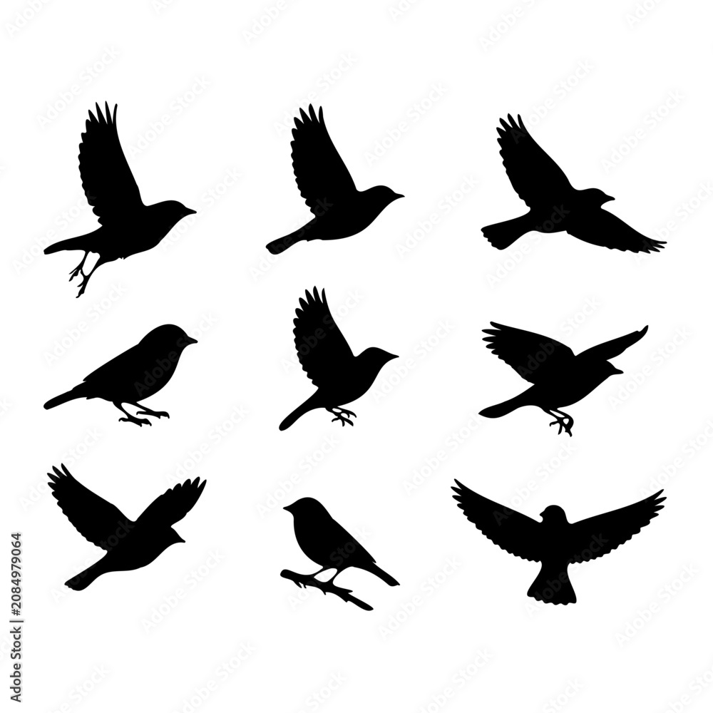 Fototapeta premium Collection of black bird silhouettes in various poses with silhouette collection wildlife perching isolated creature ornithology