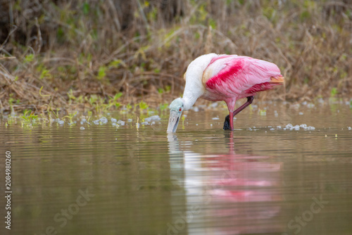 Konstfotografi Roseate spoonbill dipping its head into the brackish water of a pond