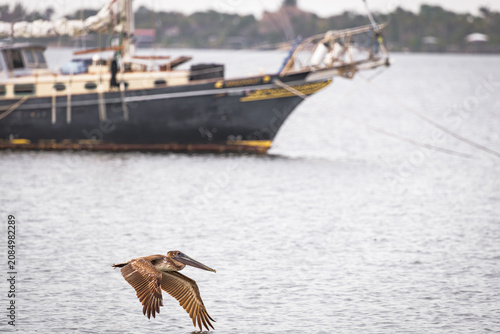 Brown Pelican soaring next to a fishing boat at a pier in Melbourne Florida.