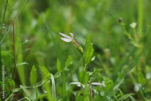 Foto 수염가래꽃
