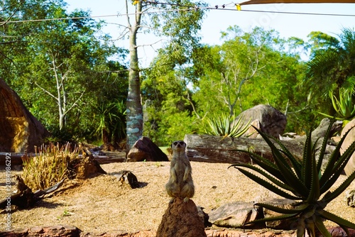 Meerkat standing alert on a rock in a sunlit natural landscape
