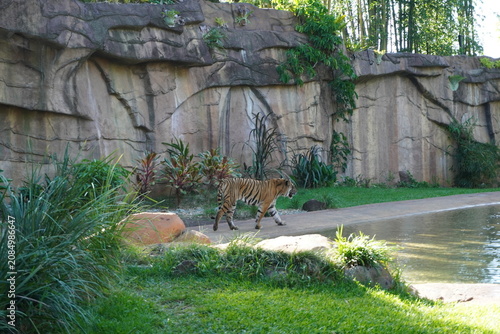 Tiger walking beside a tranquil pond in a lush natural landscape