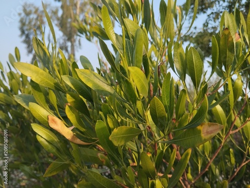 Close Up of Vibrant Green Oblong Leaves on a Healthy Plant