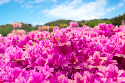 Scenery of royal azaleas in Samcheok, Gangwondo.
