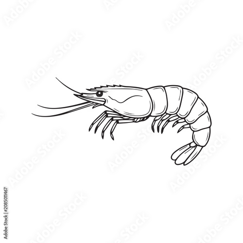 shrimp vector illustration